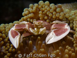 Get closer if you dare....Anemone crab taken with Olympus... by Fatt Chuen Foo 